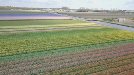 volar desde el medio del campo de tulipanes en 4k