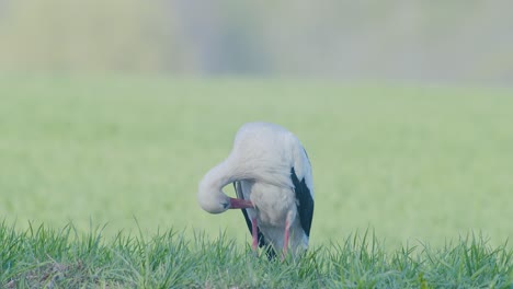 Weißstorch-Geht-Spazieren-Und-Sammelt-Trockenes-Gras-Für-Sein-Nest