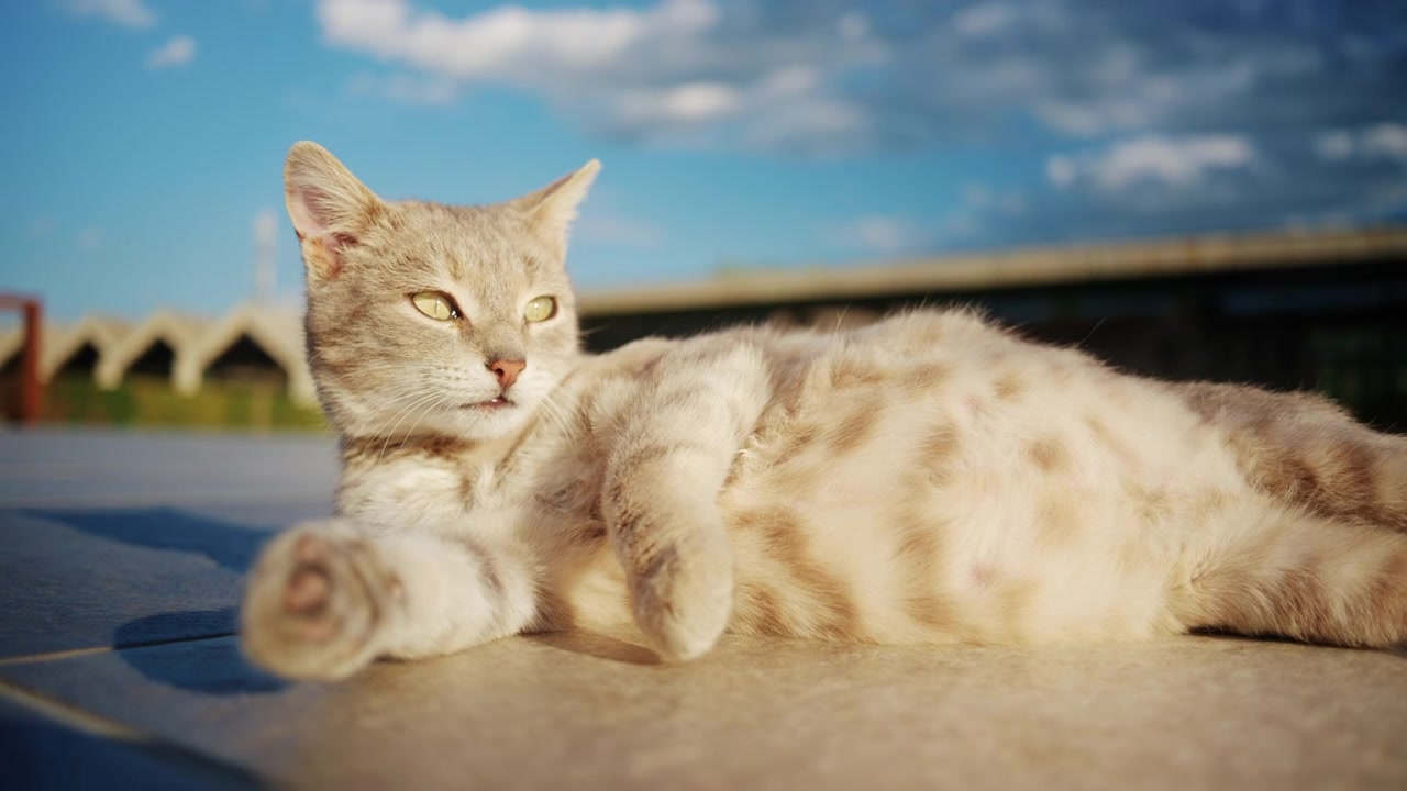 Un gatto dal pelo chiaro è sdraiato comodamente sulle piastrelle del cortile, mentre si pulisce sotto la calda luce del sole pomeridiano.