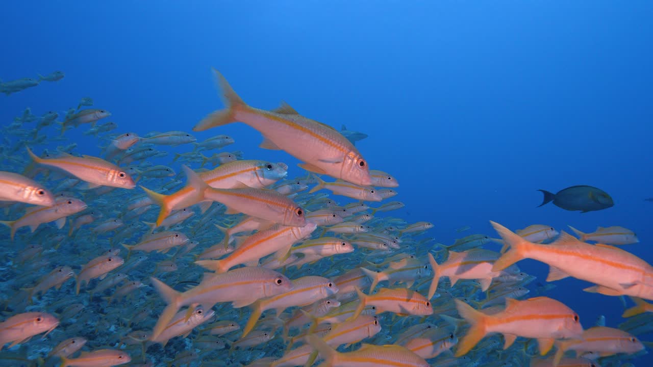 Grey reef sharks and a  a big school of goatfish at the tropical coral reef of Fakarava, French Polynesia