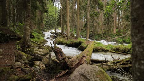 Río-De-Montaña-En-El-Bosque.-Hermoso-Paisaje-De-Vida-Silvestre.