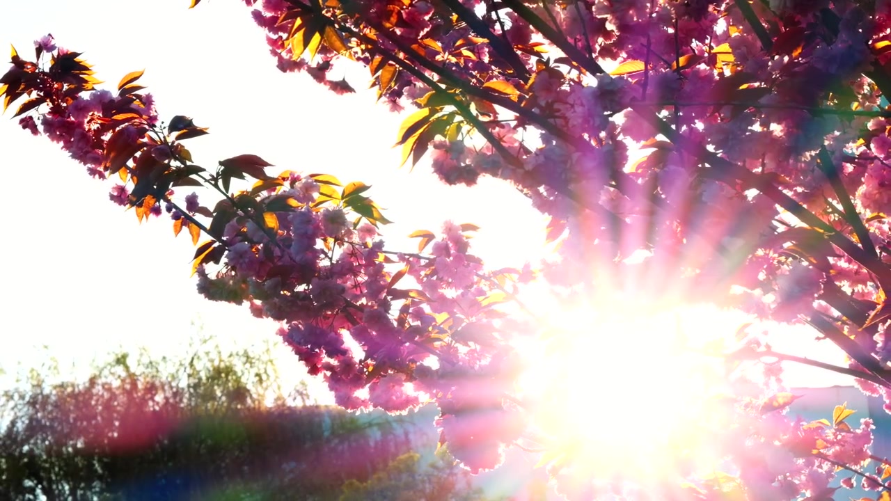 Sunbeams shining through tree branches and beautiful pink blooming flowers