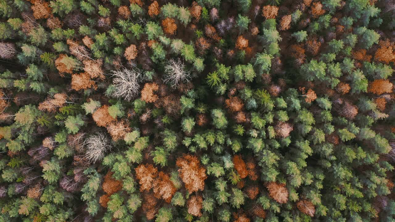 Slow flight over beautiful colored autumn forest