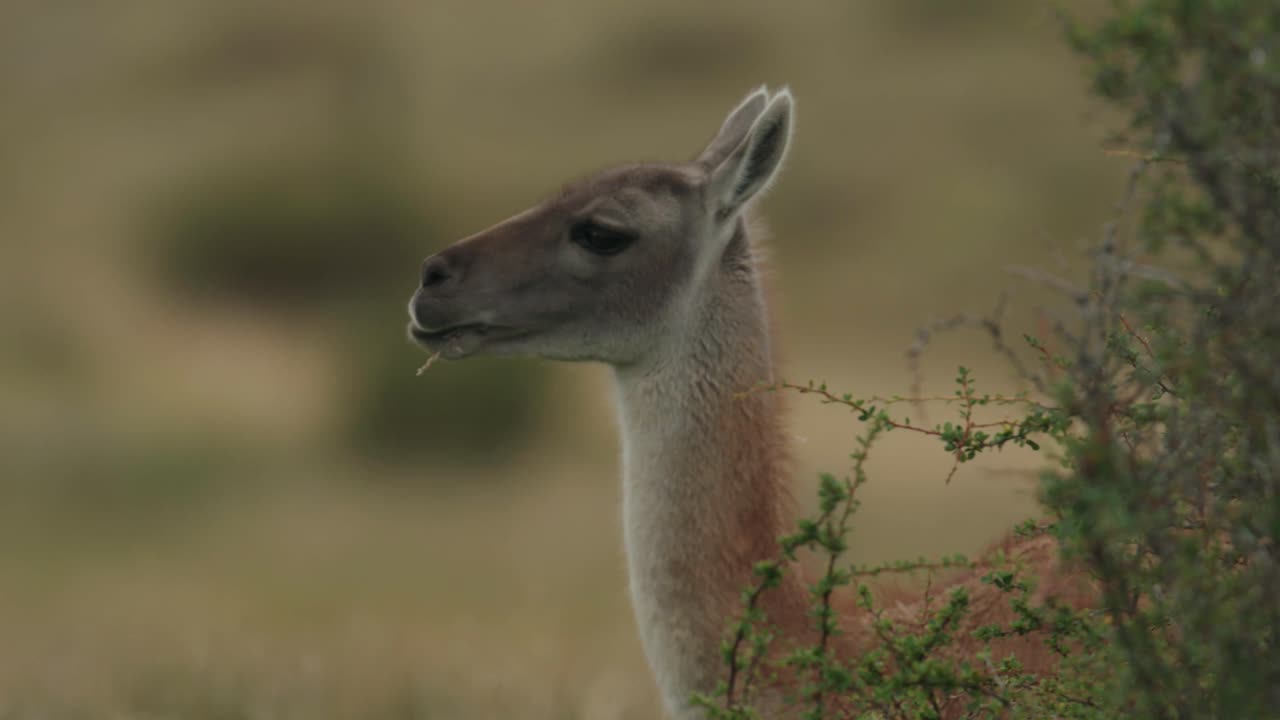 cerca de un guanaco masticando hierba, comiendo