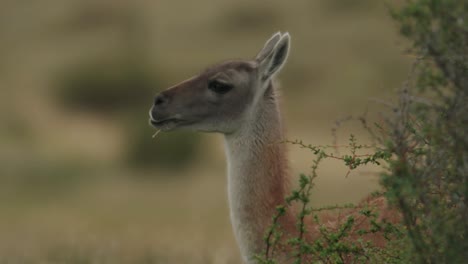 Nahaufnahme-Eines-Guanakos,-Der-Auf-Gras-Kaut-Und-Isst