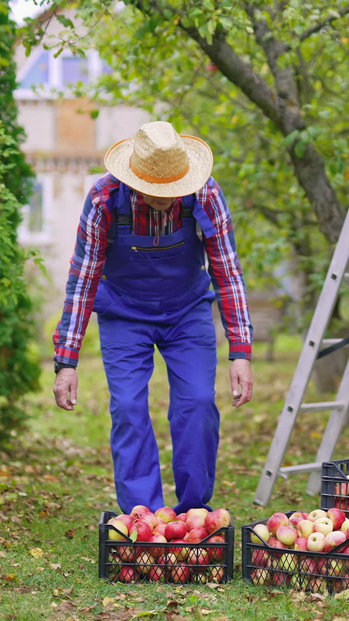 Seasonal sweet fresh fruit apples in the garden. Agricultural apple farming into baskets. Vertical video