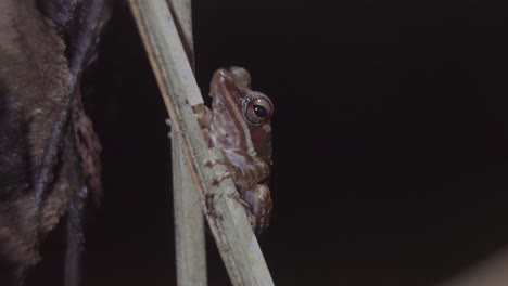 malayan white-lipped tree frog perched on tree branch in jungle