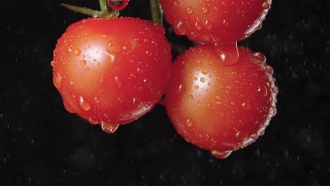 close-up of fresh, wet cherry tomatoes