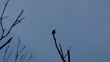 silueta de pájaro pequeño posado en una rama sin hojas