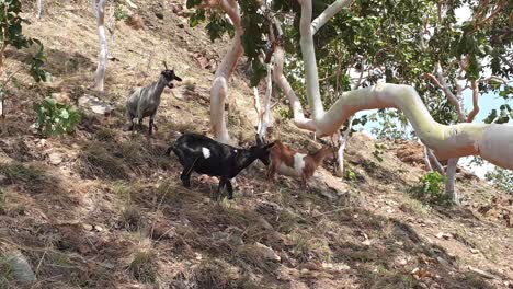 a herd of inquisitive black, brown and white horned goats in the wild rural countryside on a steep hillside during dry season in the tropics on a tropical island