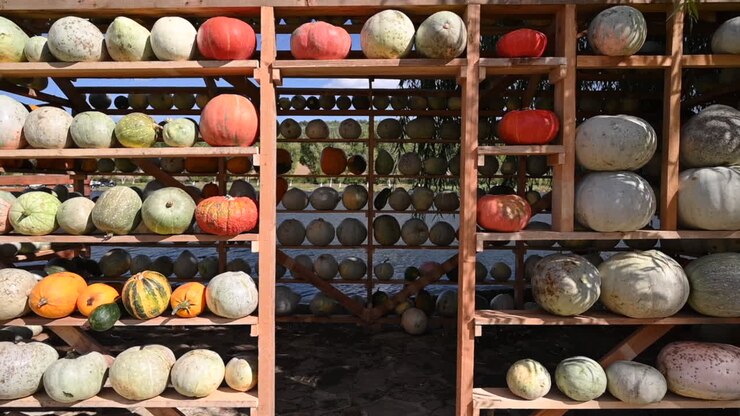 Wooden house made of pumpkins at a farm