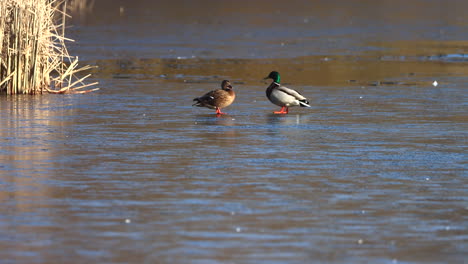 Dos-Patos-Salvajes-Parados-En-El-Hielo-De-Un-Lago-Congelado