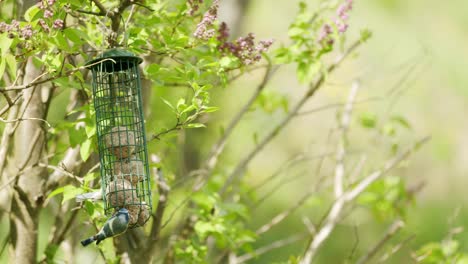 Zwei-Vögel-Fressen-Von-Einem-Futterhäuschen-In-Einem-Baum