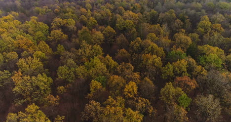 volando sobre bosque bosque desde arriba 17