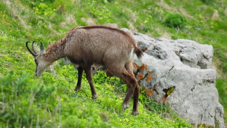grazing ibex in slovenia’s julian alps surrounded by untouched alpine wilderness