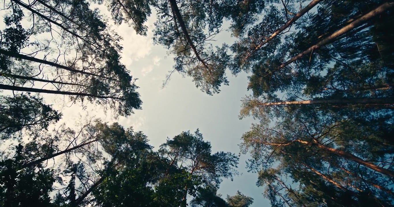 Upward view of tall pine trees surrounding a clear sky in a peaceful forest. Wide angle perspective highlights the towering woodland canopy and natural outdoor environment.