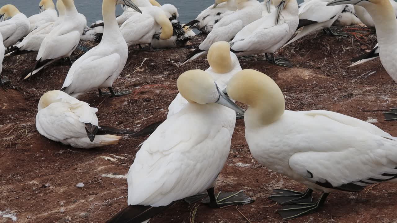 Northern gannets – Morus bassanus - on the red cliffs of the German offshore island of Heligoland, Schleswig Holstein, Germany, Europe