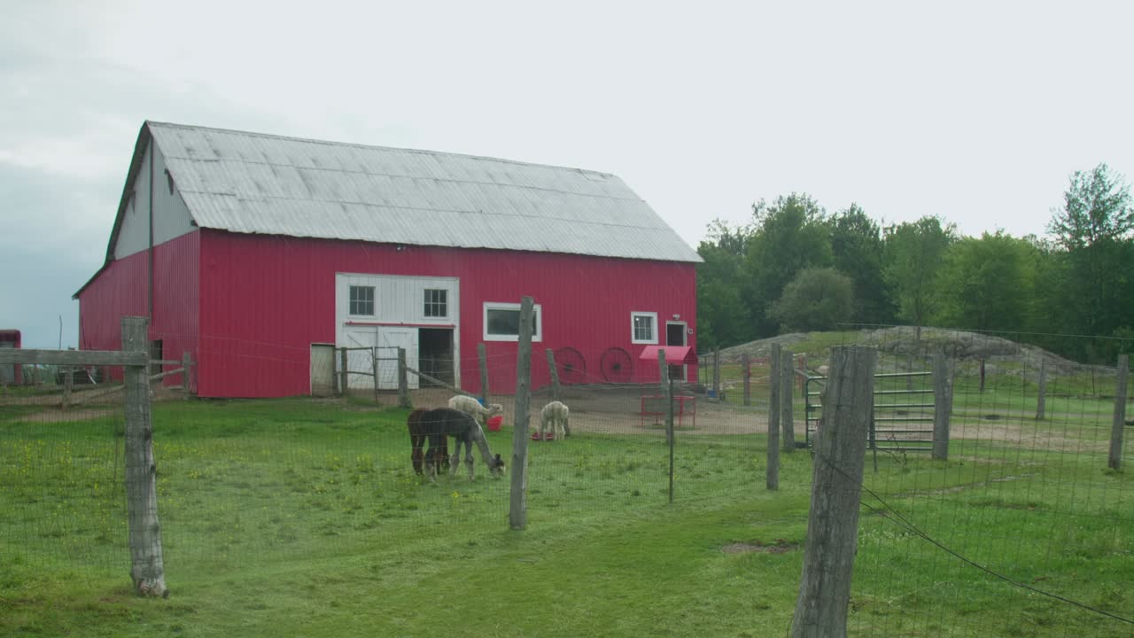 Rainy Summer Day on Alpacas Farm