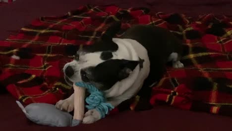 boston terrier playing with her dog toy on a checker blanket on a bed in a bedroom