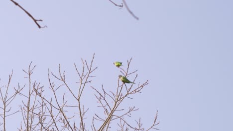 Par-De-Loros-Encaramados-En-Las-Ramas-De-Un-árbol-Sin-Hojas