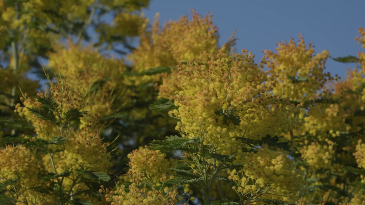 Close-up of bright yellow mimosa flowers blooming on a tree in Candás, Asturias, Spain. Warm sunlight illuminates the blossoms creating a vibrant natural spring scene along the northern Spanish coast.