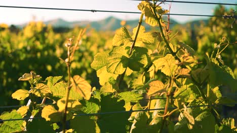 zooming in shot of leaves on a vine in a vineyard during the day in waipara, new zealand