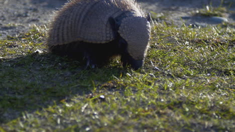 an armadillo rooting in the grass