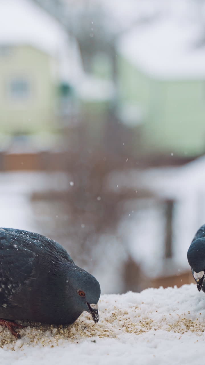 Pigeons eating in cold winter outdoors. Birds on the streets of the city. Vertical video