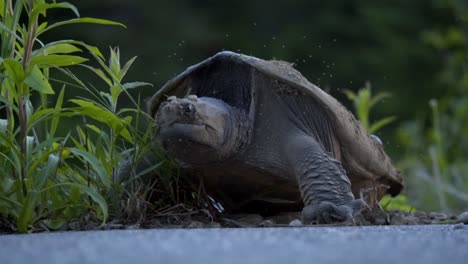 tortuga mordedora hembra poniendo huevos en algonquin park, canadá