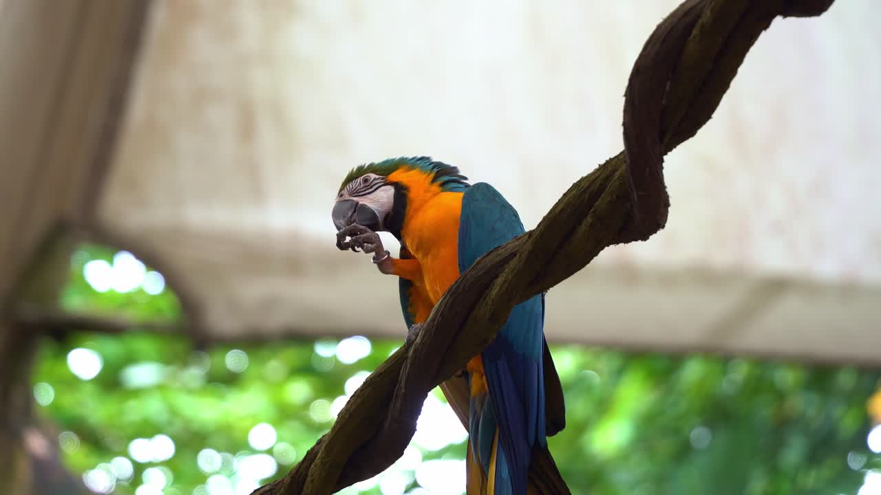 hermosas especies de aves, guacamayo azul y amarillo, ara ararauna, posado en la cuerda, alimentándose de comida con su garra, una bandada de loros volando pasa en el fondo, toma de cerca
