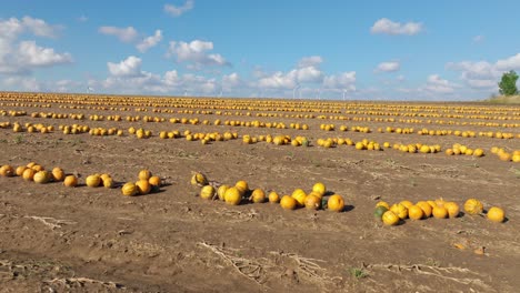 Calabazas-Cosechadas-En-Campos-Agrícolas.-Oblicuo