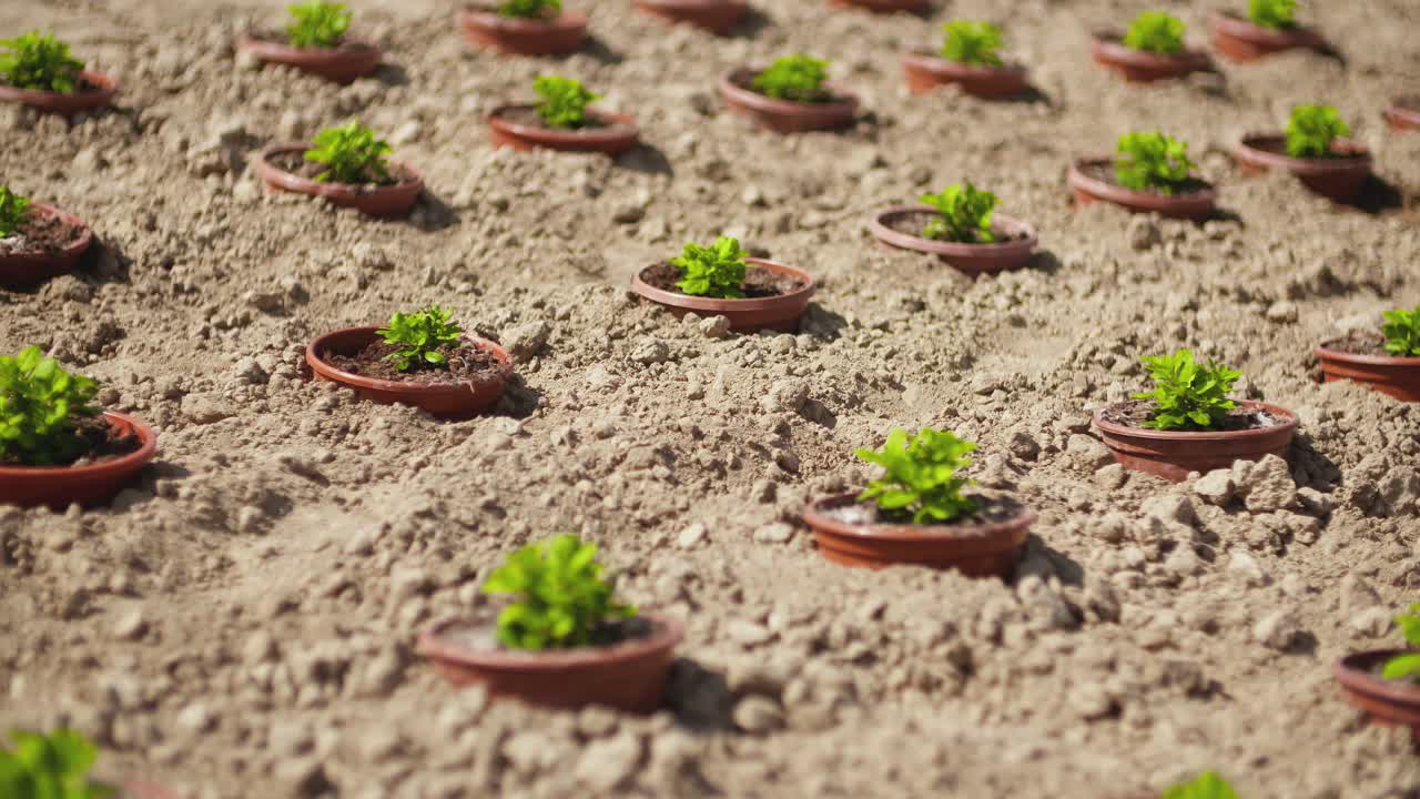 plantas en macetas que crecen en el campo en verano
