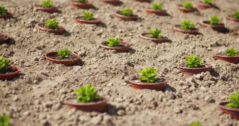 Potted-Plants-Growing-On-Field-In-Summer