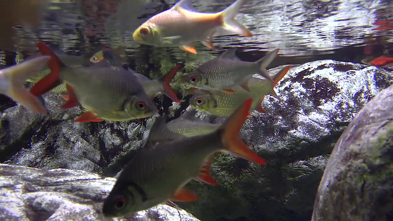 Banco di pesci Barbo Tinfoil che nuotano in acquario