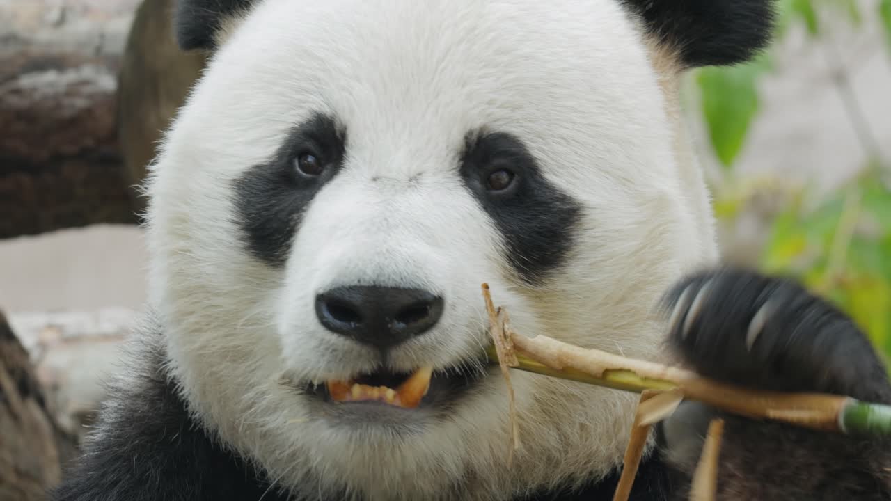 el panda gigante (ailuropoda melanoleuca) también conocido como el oso panda o simplemente el panda, es un oso nativo del sur de china central.