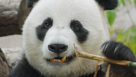 Giant-panda-(Ailuropoda-melanoleuca)-also-known-as-the-panda-bear-or-simply-the-panda,-is-a-bear-native-to-south-central-China.