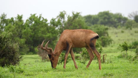 red hartebeest eats vivid green grass, wet after recent african rain