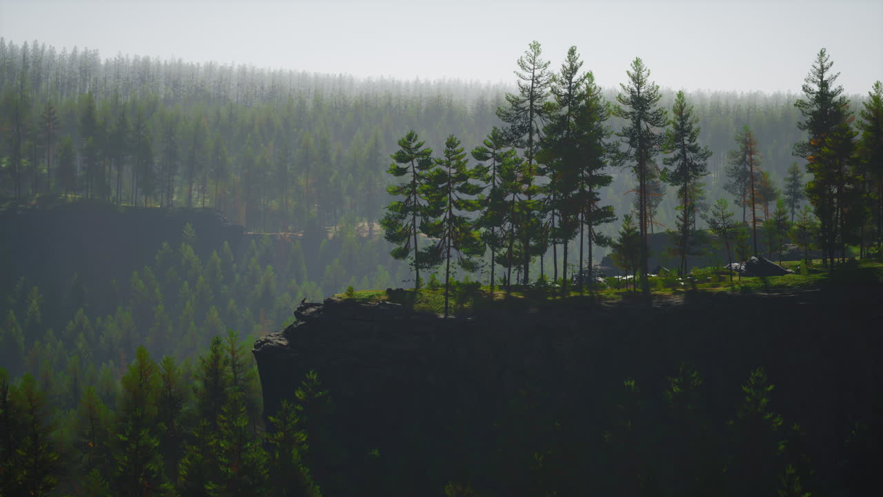 Misty foggy mountain landscape with fir forest