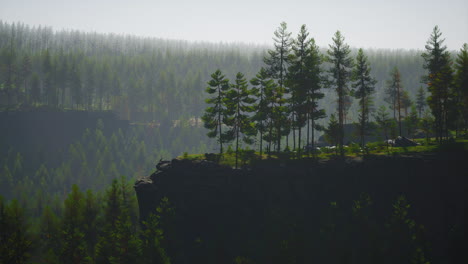 misty foggy mountain landscape with fir forest