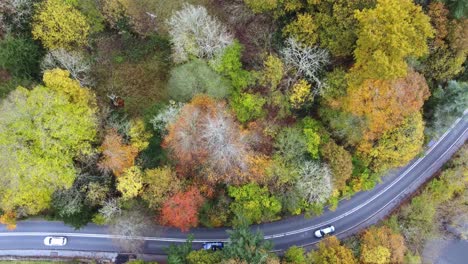 top down drone view of colourful autumn tree scene with cars passing by in the lake district national park