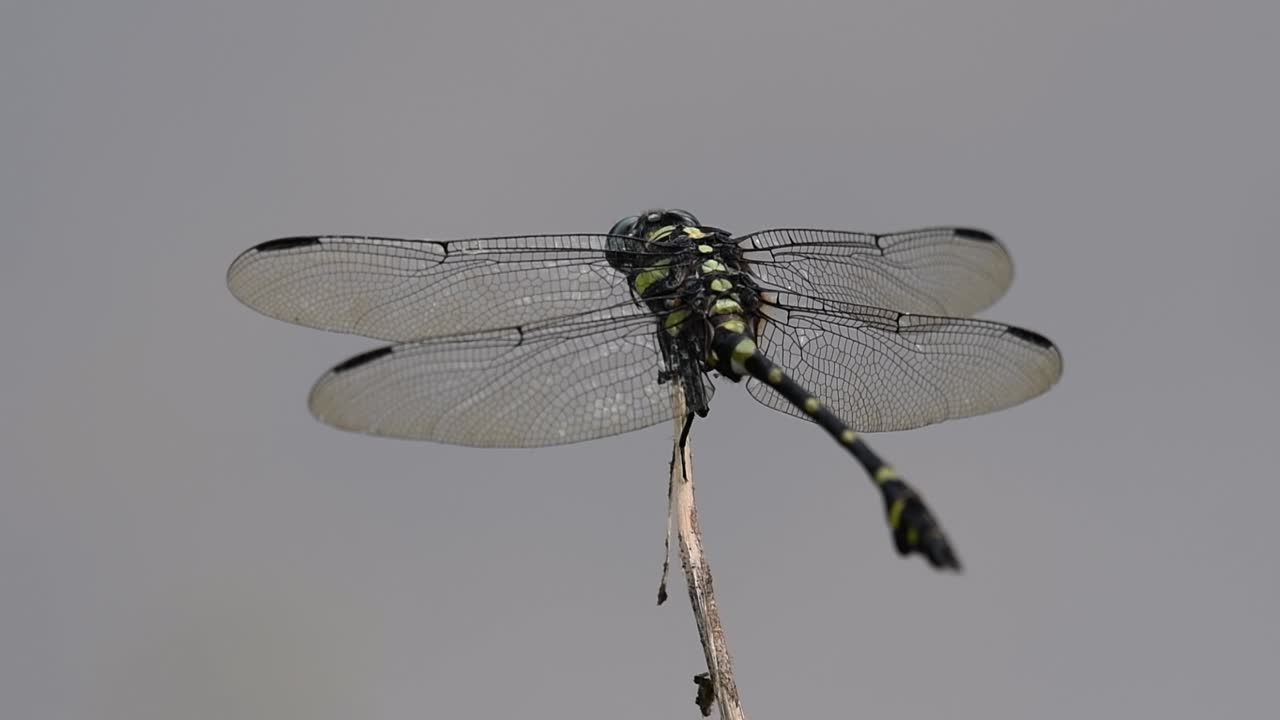 The Common Flangetail dragonfly is commonly seen in Thailand and Asia; the size can be medium and large with yellow and black as pattern. Its wings are clear accented with black lined veins