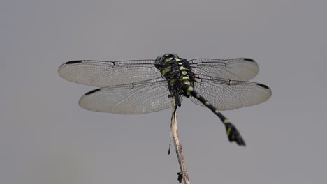 The Common Flangetail dragonfly is commonly seen in Thailand and Asia; the size can be medium and large with yellow and black as pattern. Its wings are clear accented with black lined veins