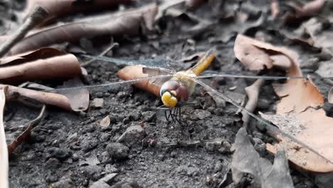 foto macro de libélulas y hormigas peleando en el suelo en la naturaleza