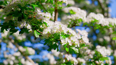 hawthorn blossom moving gently in the summer breeze