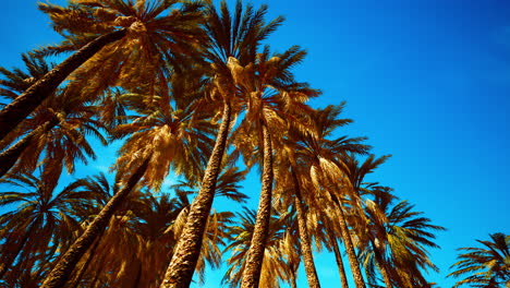 Coconut-palm-tree-foliage-under-sky