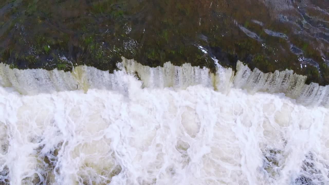 Salmon jumping upstream the Venta Rapid waterfall in Latvia, Europe, aerial downwards view