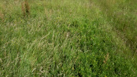 over grown grass with yellow flowers