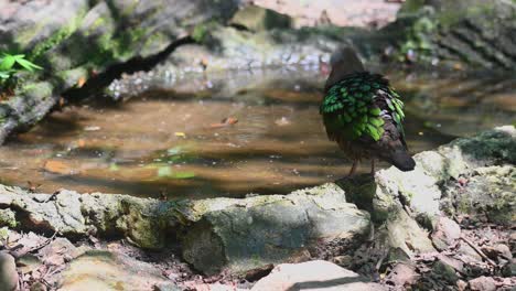 standing on the side of the bath as it looks around bothered by bees and other insects, chalcophaps indica, grey-capped emerald dove, thailand