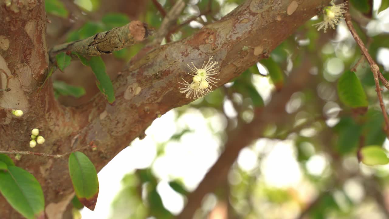 Nice shot of a Jaboticaba flowers young tree with flowers starting to bloom in season fruit Plinian grapelike