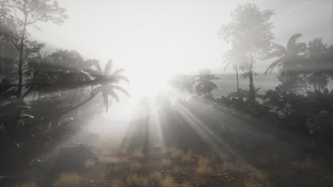 Sunset-Beams-through-Palm-Trees